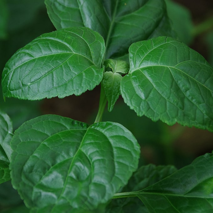 Feuilles de patchouli aux notes boisées et terreuses